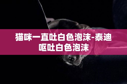 貓咪一直吐白色泡沫-泰迪嘔吐白色泡沫