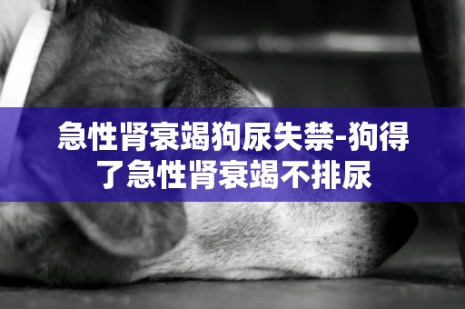 急性腎衰竭狗尿失禁-狗得了急性腎衰竭不排尿