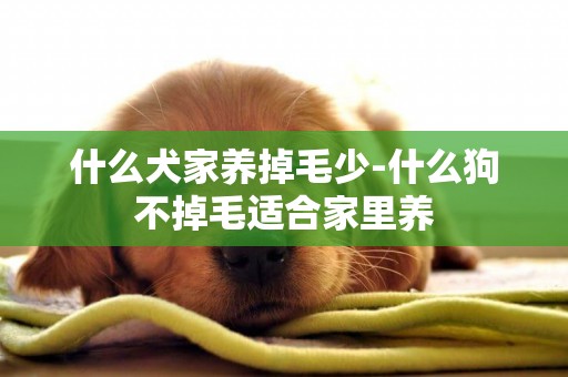 什么犬家養掉毛少-什么狗不掉毛適合家里養