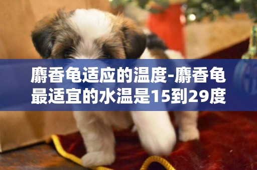 麝香龜適應的溫度-麝香龜最適宜的水溫是15到29度