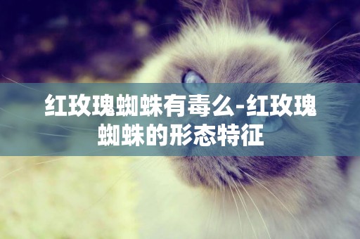 紅玫瑰蜘蛛有毒么-紅玫瑰蜘蛛的形態特征