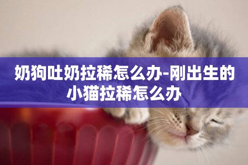 奶狗吐奶拉稀怎么辦-剛出生的小貓拉稀怎么辦