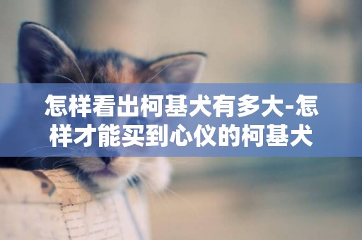 怎樣看出柯基犬有多大-怎樣才能買到心儀的柯基犬