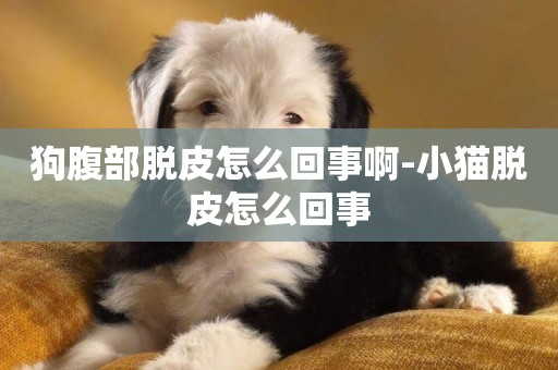 狗腹部脫皮怎么回事啊-小貓脫皮怎么回事