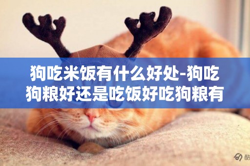 狗吃米飯有什么好處-狗吃狗糧好還是吃飯好吃狗糧有什么益處