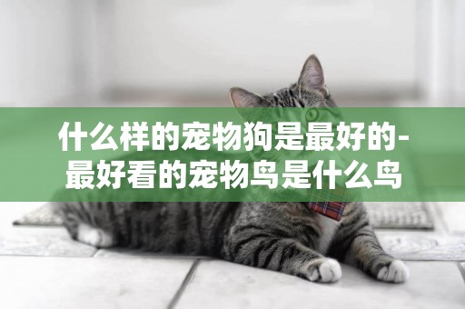 什么樣的寵物狗是最好的-最好看的寵物鳥是什么鳥