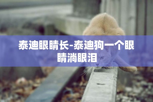 泰迪眼睛長-泰迪狗一個眼睛淌眼淚