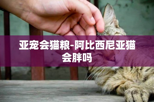 亞寵會貓糧-阿比西尼亞貓會胖嗎