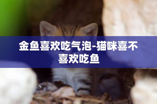 金魚喜歡吃氣泡-貓咪喜不喜歡吃魚