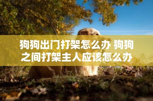 狗狗出門打架怎么辦 狗狗之間打架主人應該怎么辦