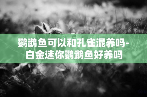鸚鵡魚可以和孔雀混養嗎-白金迷你鸚鵡魚好養嗎