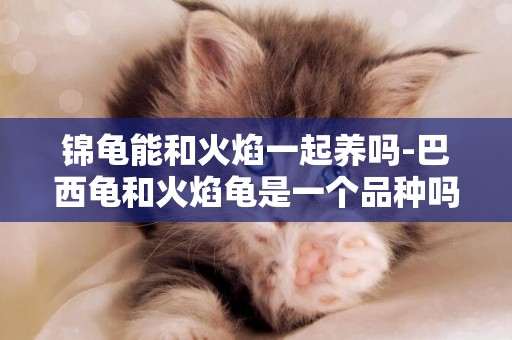 錦龜能和火焰一起養嗎-巴西龜和火焰龜是一個品種嗎