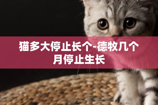 貓多大停止長個-德牧幾個月停止生長