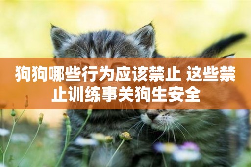 狗狗哪些行為應該禁止 這些禁止訓練事關狗生安全