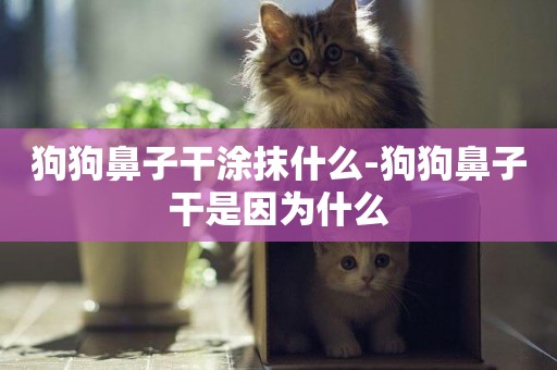 狗狗鼻子干涂抹什么-狗狗鼻子干是因為什么