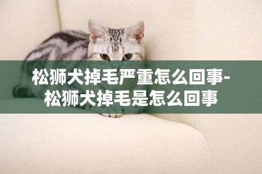 松獅犬掉毛嚴重怎么回事-松獅犬掉毛是怎么回事