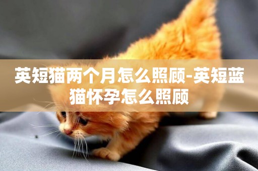 英短貓兩個月怎么照顧-英短藍貓懷孕怎么照顧
