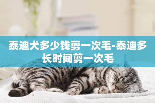 泰迪犬多少錢剪一次毛-泰迪多長時間剪一次毛