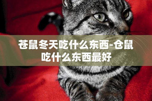 蒼鼠冬天吃什么東西-倉鼠吃什么東西最好