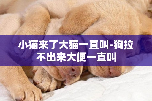 小貓來了大貓一直叫-狗拉不出來大便一直叫