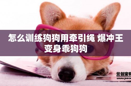 怎么訓練狗狗用牽引繩 爆沖王變身乖狗狗