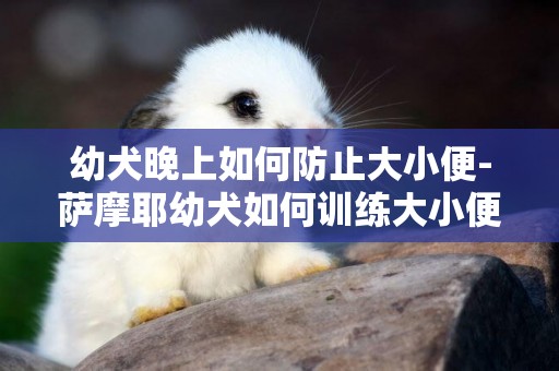 幼犬晚上如何防止大小便-薩摩耶幼犬如何訓練大小便