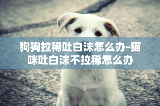 狗狗拉稀吐白沫怎么辦-貓咪吐白沫不拉稀怎么辦