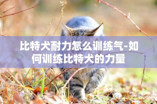 比特犬耐力怎么訓練氣-如何訓練比特犬的力量