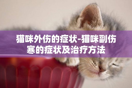 貓咪外傷的癥狀-貓咪副傷寒的癥狀及治療方法