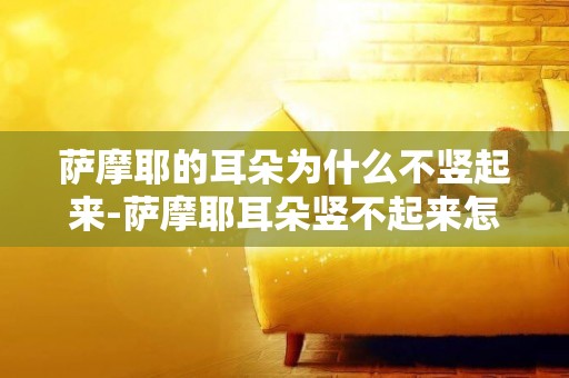 薩摩耶的耳朵為什么不豎起來-薩摩耶耳朵豎不起來怎么辦