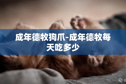 成年德牧狗爪-成年德牧每天吃多少