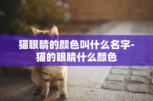 貓眼睛的顏色叫什么名字-貓的眼睛什么顏色