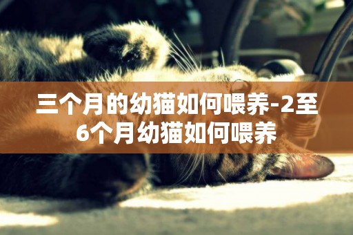 三個月的幼貓如何喂養-2至6個月幼貓如何喂養