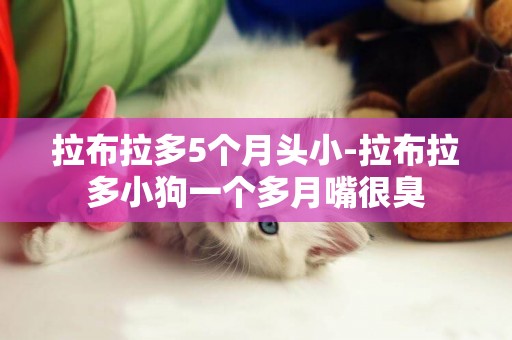 拉布拉多5個月頭小-拉布拉多小狗一個多月嘴很臭