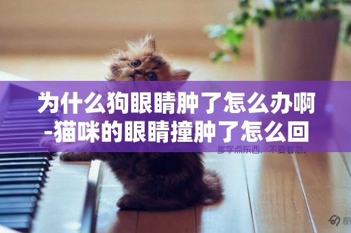 為什么狗眼睛腫了怎么辦啊-貓咪的眼睛撞腫了怎么回事