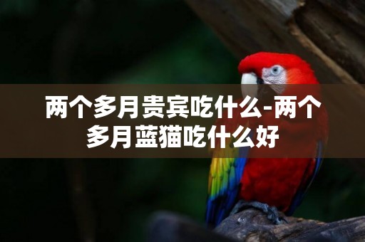 兩個多月貴賓吃什么-兩個多月藍貓吃什么好