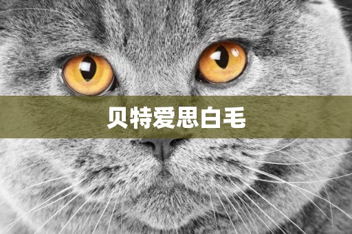 貝特愛思白毛