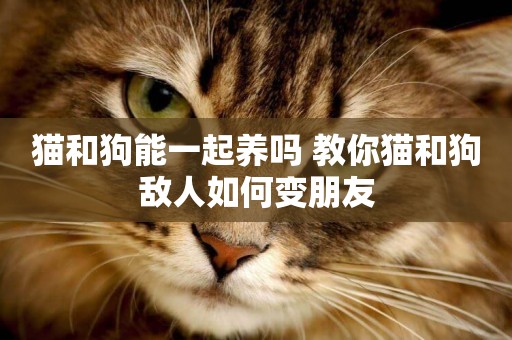 貓和狗能一起養嗎 教你貓和狗敵人如何變朋友