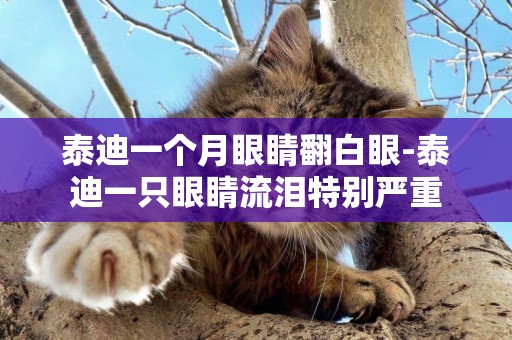 泰迪一個月眼睛翻白眼-泰迪一只眼睛流淚特別嚴重