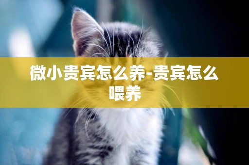 微小貴賓怎么養-貴賓怎么喂養