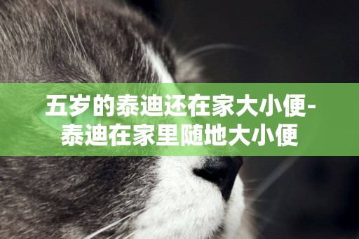 五歲的泰迪還在家大小便-泰迪在家里隨地大小便