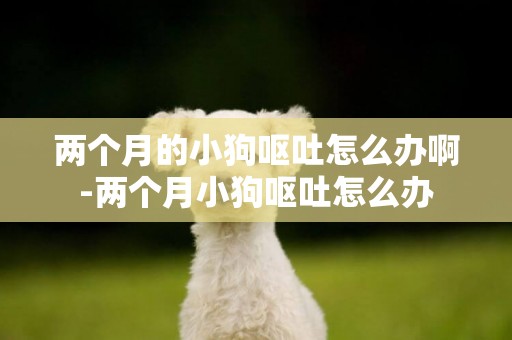 兩個月的小狗嘔吐怎么辦啊-兩個月小狗嘔吐怎么辦
