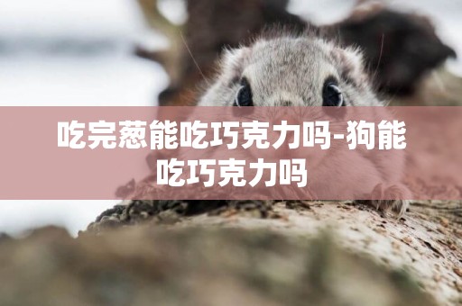 吃完蔥能吃巧克力嗎-狗能吃巧克力嗎