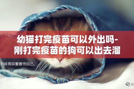 幼貓打完疫苗可以外出嗎-剛打完疫苗的狗可以出去溜嗎
