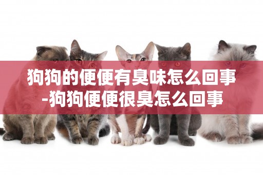狗狗的便便有臭味怎么回事-狗狗便便很臭怎么回事