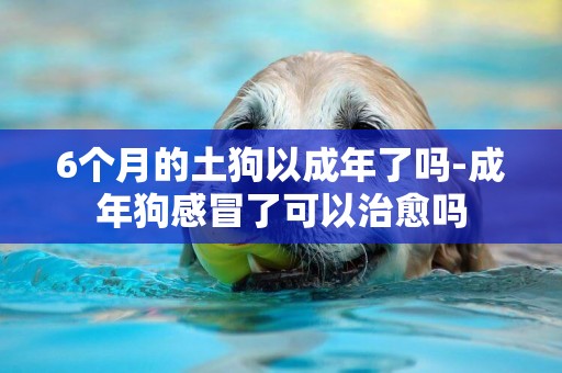 6個月的土狗以成年了嗎-成年狗感冒了可以治愈嗎