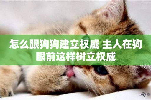 怎么跟狗狗建立權威 主人在狗眼前這樣樹立權威