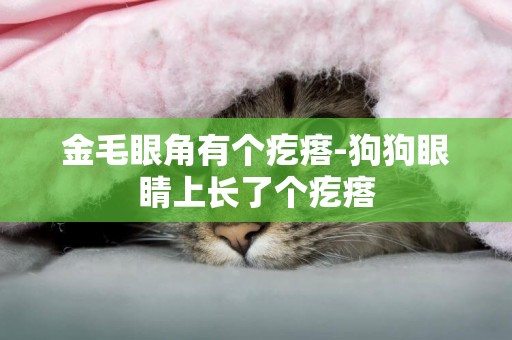 金毛眼角有個疙瘩-狗狗眼睛上長了個疙瘩