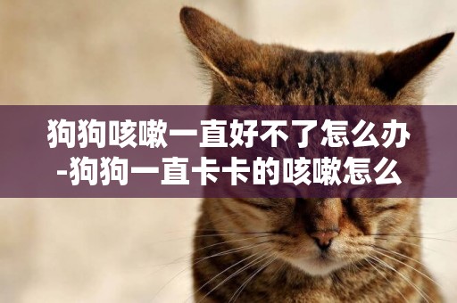 狗狗咳嗽一直好不了怎么辦-狗狗一直卡卡的咳嗽怎么辦