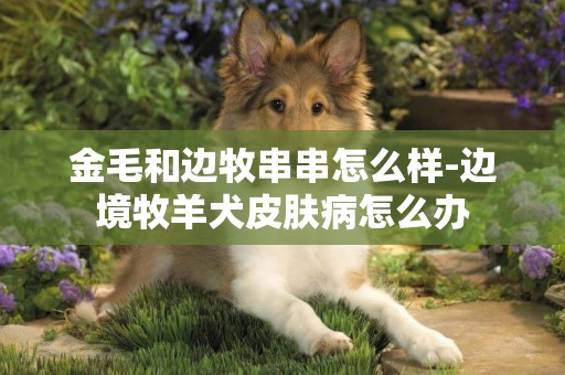 金毛和邊牧串串怎么樣-邊境牧羊犬皮膚病怎么辦